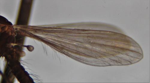 Tasiocera murina